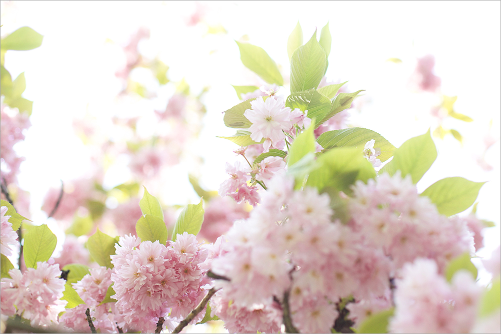 Spruced-BlushCoat-Blossoms
